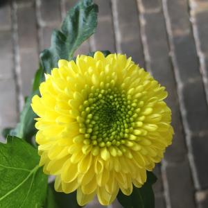 菊のきせわた｜「ハナコー生花」　（三重県志摩市の花キューピット加盟店 花屋）のブログ