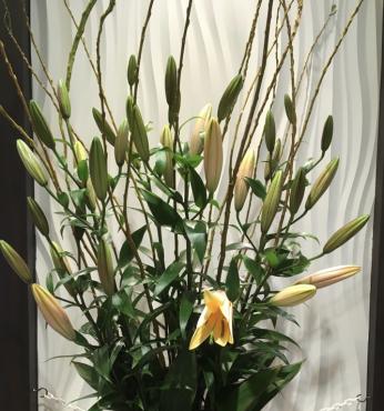 こんなに満開に咲きました｜「ハナコー生花」　（三重県志摩市の花キューピット加盟店 花屋）のブログ