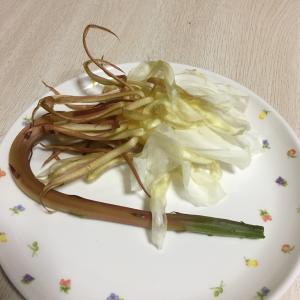 月下美人の花をいただきました｜「ハナコー生花」　（三重県志摩市の花キューピット加盟店 花屋）のブログ