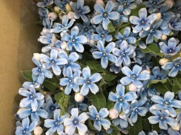 ブルースター入荷しました｜「ハナコー生花」　（三重県志摩市の花キューピット加盟店 花屋）のブログ