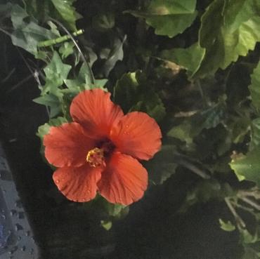 ハイビスカス見つけた！｜「ハナコー生花」　（三重県志摩市の花キューピット加盟店 花屋）のブログ