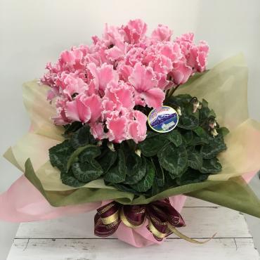 お誕生日用鉢物｜「ハナコー生花」　（三重県志摩市の花キューピット加盟店 花屋）のブログ