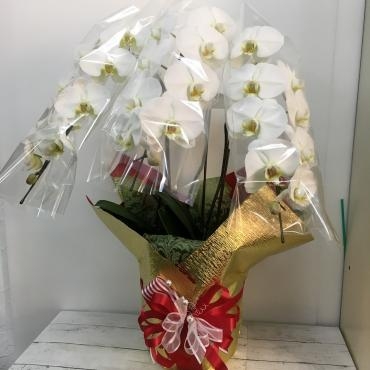 お祝い用胡蝶蘭鉢お届けしました｜「ハナコー生花」　（三重県志摩市の花キューピット加盟店 花屋）のブログ