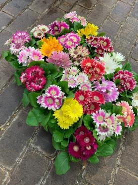 花鉢入荷｜「ハナコー生花」　（三重県志摩市の花キューピット加盟店 花屋）のブログ