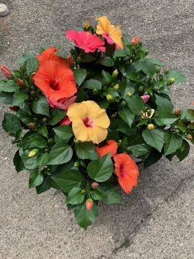 ハイビスカスの鉢 入荷しました｜「ハナコー生花」　（三重県志摩市の花キューピット加盟店 花屋）のブログ
