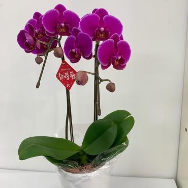 大雨でした｜「ハナコー生花」　（三重県志摩市の花キューピット加盟店 花屋）のブログ