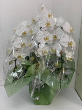 お供えの胡蝶蘭鉢お届けしました｜「ハナコー生花」　（三重県志摩市の花キューピット加盟店 花屋）のブログ