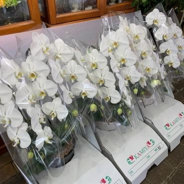 胡蝶蘭鉢入荷しました！｜「ハナコー生花」　（三重県志摩市の花キューピット加盟店 花屋）のブログ