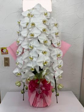 開院お祝いのお花｜「ハナコー生花」　（三重県志摩市の花キューピット加盟店 花屋）のブログ