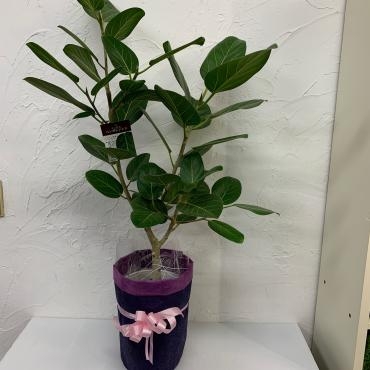 お祝いの観葉植物鉢お届けしました｜「ハナコー生花」　（三重県志摩市の花キューピット加盟店 花屋）のブログ