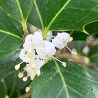 我が家のひいらぎ｜「ハナコー生花」　（三重県志摩市の花キューピット加盟店 花屋）のブログ