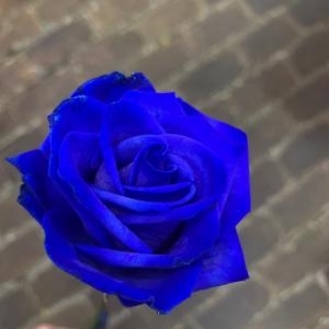 青薔薇9本の意味｜「ハナコー生花」　（三重県志摩市の花キューピット加盟店 花屋）のブログ