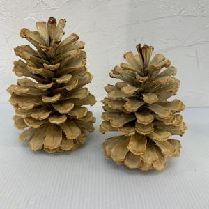 50301ae1-ffde-4f8e-90da-7af05b5f6e98