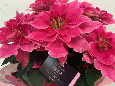 お歳暮のお花お届けしました｜「ハナコー生花」　（三重県志摩市の花キューピット加盟店 花屋）のブログ