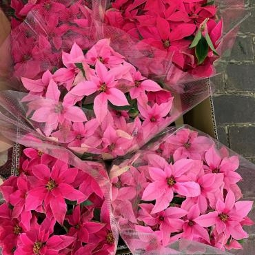 花鉢入荷しました｜「ハナコー生花」　（三重県志摩市の花キューピット加盟店 花屋）のブログ