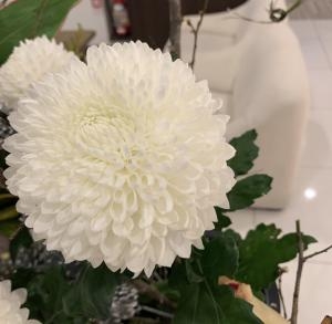 この菊いいね｜「ハナコー生花」　（三重県志摩市の花キューピット加盟店 花屋）のブログ