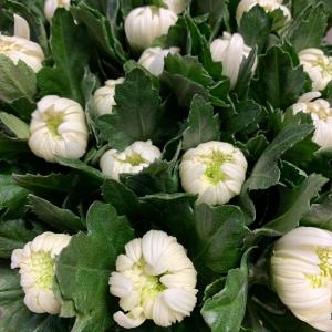 暖冬と言われてますが、｜「ハナコー生花」　（三重県志摩市の花キューピット加盟店 花屋）のブログ