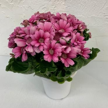 サイネリア入荷しました｜「ハナコー生花」　（三重県志摩市の花キューピット加盟店 花屋）のブログ