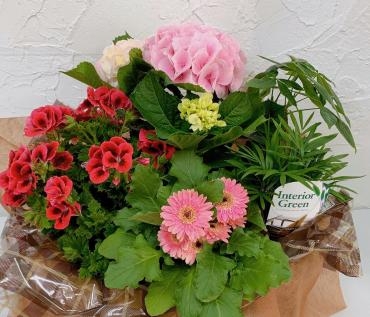 定年退職の方への寄せ鉢｜「ハナコー生花」　（三重県志摩市の花キューピット加盟店 花屋）のブログ