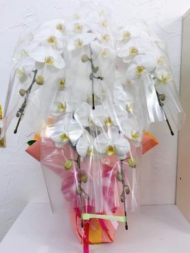 お祝いの胡蝶蘭お届け｜「ハナコー生花」　（三重県志摩市の花キューピット加盟店 花屋）のブログ