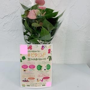 こんな所にも｜「ハナコー生花」　（三重県志摩市の花キューピット加盟店 花屋）のブログ