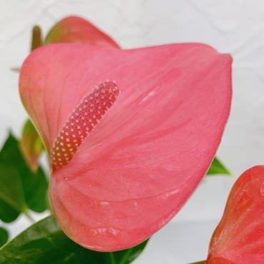 アンスリューム鉢入荷｜「ハナコー生花」　（三重県志摩市の花キューピット加盟店 花屋）のブログ