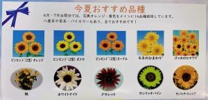 市場情報です。今年の夏のオススメひまわり｜「ハナコー生花」　（三重県志摩市の花キューピット加盟店 花屋）のブログ