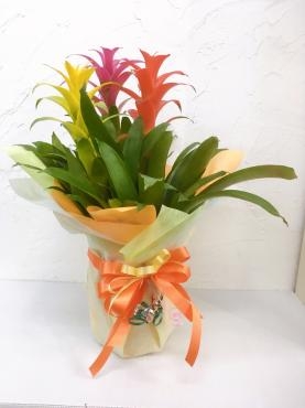 新築のお祝い用鉢物｜「ハナコー生花」　（三重県志摩市の花キューピット加盟店 花屋）のブログ