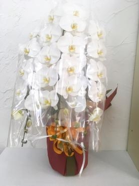 お祝い用の胡蝶蘭｜「ハナコー生花」　（三重県志摩市の花キューピット加盟店 花屋）のブログ