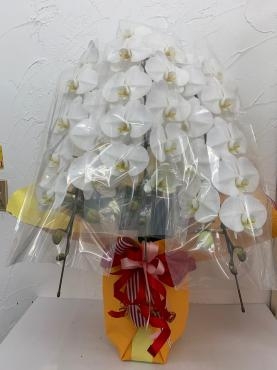 お祝いの胡蝶蘭｜「ハナコー生花」　（三重県志摩市の花キューピット加盟店 花屋）のブログ