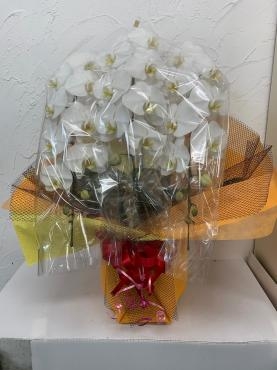 お祝い用胡蝶蘭｜「ハナコー生花」　（三重県志摩市の花キューピット加盟店 花屋）のブログ