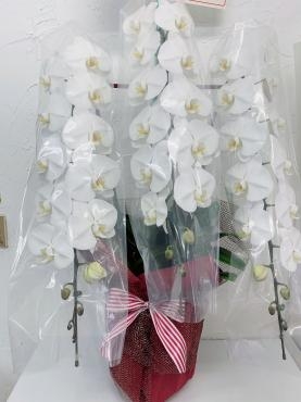 開店のお祝いの胡蝶蘭｜「ハナコー生花」　（三重県志摩市の花キューピット加盟店 花屋）のブログ