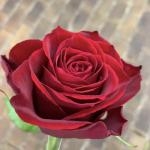バラの花束　本数の意味とは｜「ハナコー生花」　（三重県志摩市の花キューピット加盟店 花屋）のブログ