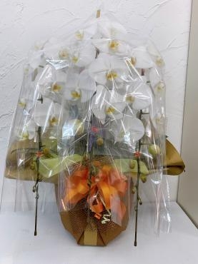 お祝いの胡蝶蘭お届けしました｜「ハナコー生花」　（三重県志摩市の花キューピット加盟店 花屋）のブログ
