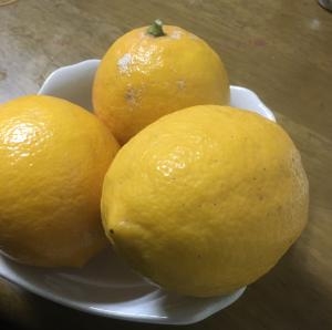 レモンをいただきました｜「ハナコー生花」　（三重県志摩市の花キューピット加盟店 花屋）のブログ