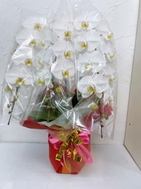 周年記念のお祝い胡蝶蘭｜「ハナコー生花」　（三重県志摩市の花キューピット加盟店 花屋）のブログ
