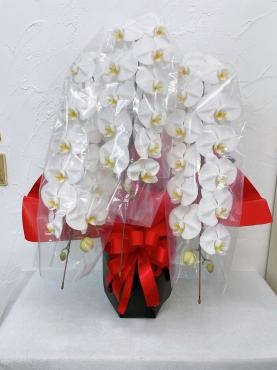 お祝い用胡蝶蘭｜「ハナコー生花」　（三重県志摩市の花キューピット加盟店 花屋）のブログ