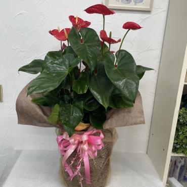 お祝い用の鉢物｜「ハナコー生花」　（三重県志摩市の花キューピット加盟店 花屋）のブログ