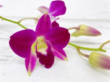 今月の誕生花はデンファレ｜「ハナコー生花」　（三重県志摩市の花キューピット加盟店 花屋）のブログ