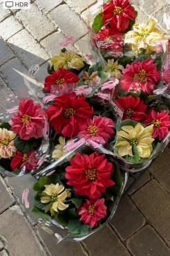 ポインセチアのウィンターローズ入荷しました｜「ハナコー生花」　（三重県志摩市の花キューピット加盟店 花屋）のブログ
