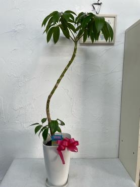 お歳暮の鉢物｜「ハナコー生花」　（三重県志摩市の花キューピット加盟店 花屋）のブログ