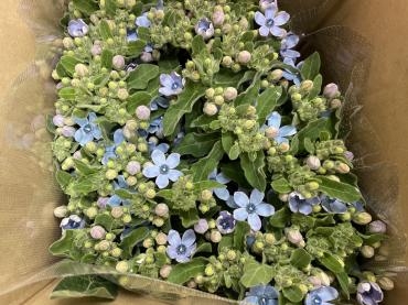 ブルースターの白い液｜「ハナコー生花」　（三重県志摩市の花キューピット加盟店 花屋）のブログ