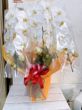 開店お祝いのお花｜「ハナコー生花」　（三重県志摩市の花キューピット加盟店 花屋）のブログ