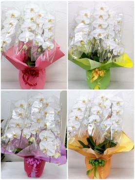 プレオープンの花｜「ハナコー生花」　（三重県志摩市の花キューピット加盟店 花屋）のブログ