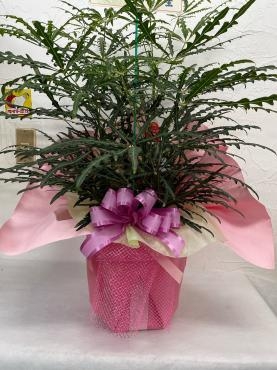 観葉植物アラレアをお届けしました｜「ハナコー生花」　（三重県志摩市の花キューピット加盟店 花屋）のブログ