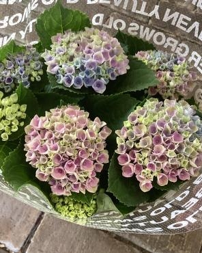 母の日におすすめ｜「ハナコー生花」　（三重県志摩市の花キューピット加盟店 花屋）のブログ