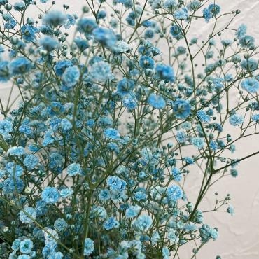 花を染めてみました｜「ハナコー生花」　（三重県志摩市の花キューピット加盟店 花屋）のブログ