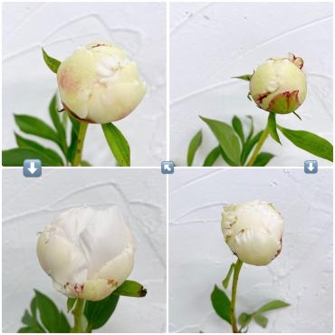 芍薬（しゃくやく）について｜「ハナコー生花」　（三重県志摩市の花キューピット加盟店 花屋）のブログ