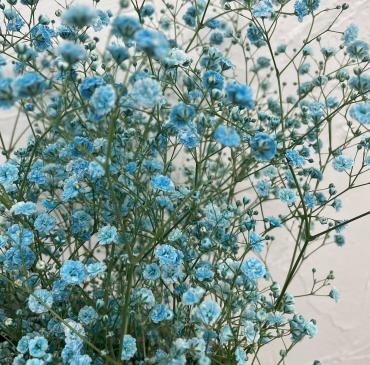 お花を染める①｜「ハナコー生花」　（三重県志摩市の花キューピット加盟店 花屋）のブログ