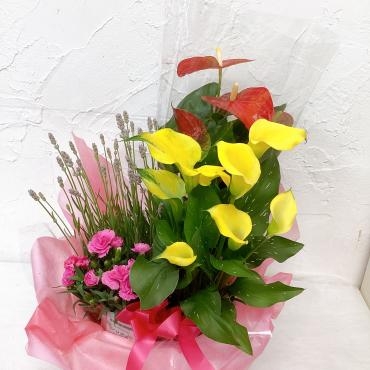 毎年人気の寄せ鉢｜「ハナコー生花」　（三重県志摩市の花キューピット加盟店 花屋）のブログ